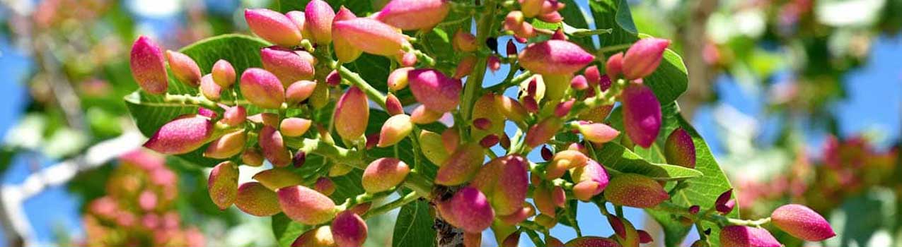 راهنمای کاشت و مراقبت از نهال پسته