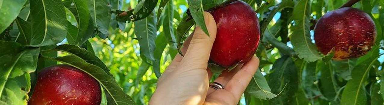 کاشت و نگهداری نهال شلیل