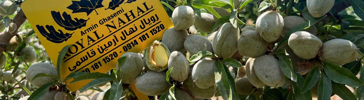 سودآوری کاشت نهال گردو و بادام