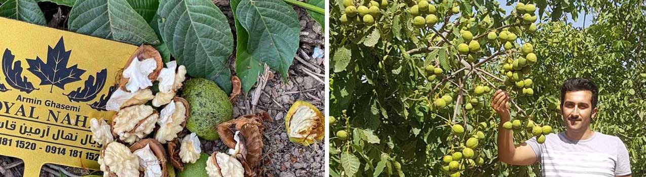 سودآوری کاشت نهال گردو و بادام