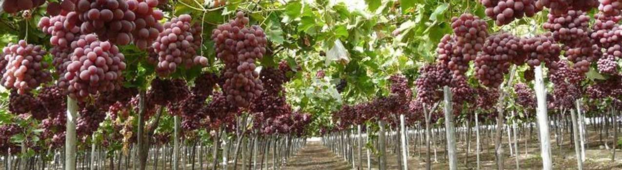 پرورش انگور در انواع خاک ها
