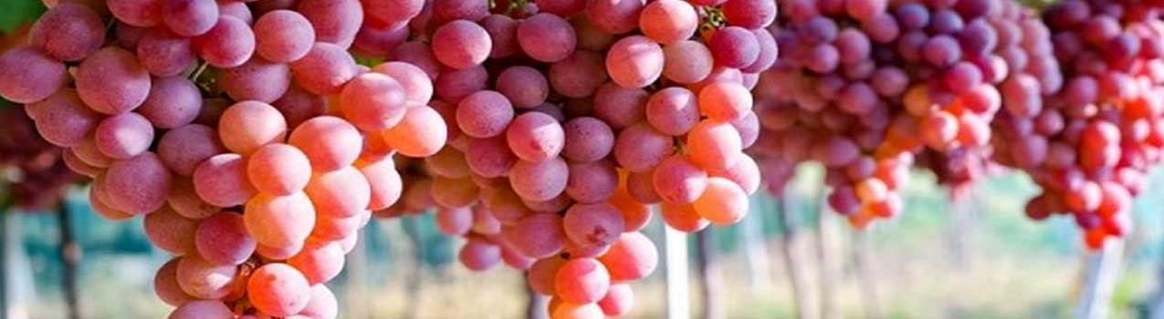 پرورش انگور در انواع خاک ها