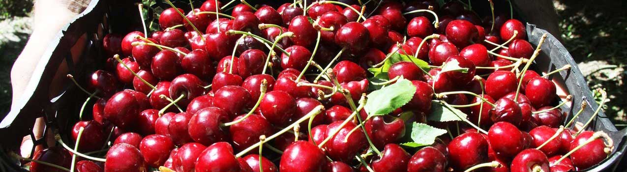 پرورش آلبالو در مناطق مرطوب و پر بارش