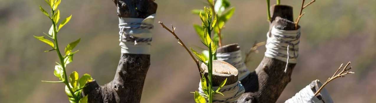 نکات مهم قبل از تکثیر نهال