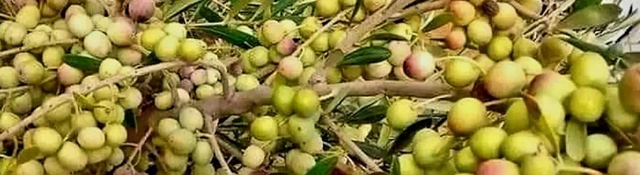 فروش ویژه نهال زیتون آربیکن و کروناکی