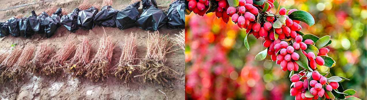 راهنمای خرید، کاشت و پرورش نهال زرشک