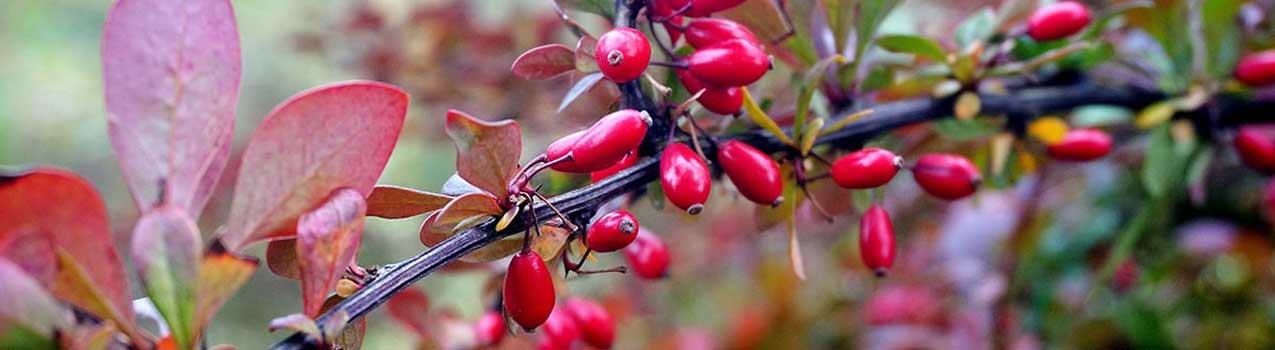 راهنمای خرید، کاشت و پرورش نهال زرشک