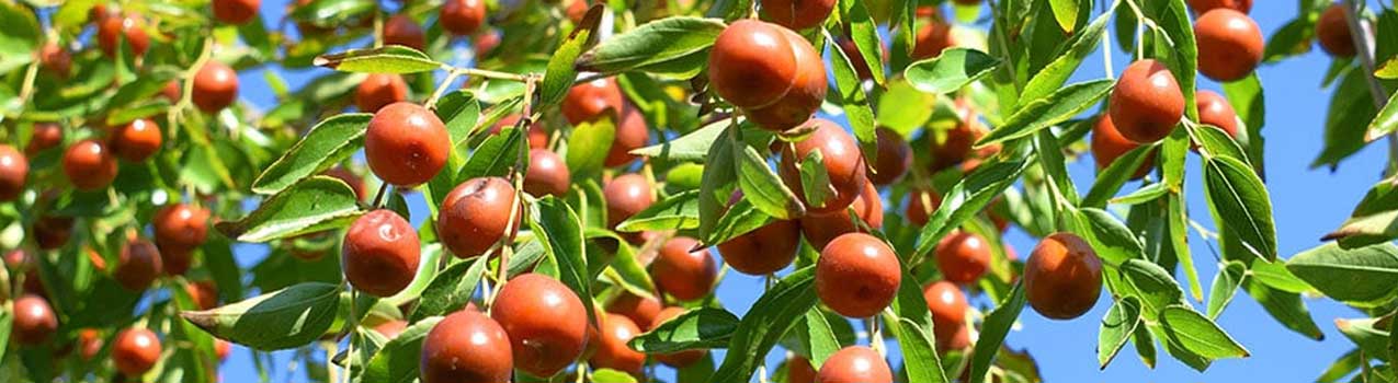 راهنمای خرید، کاشت و پرورش نهال عناب