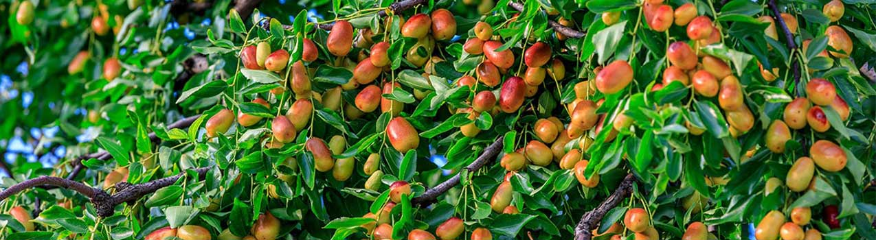 راهنمای خرید، کاشت و پرورش نهال عناب