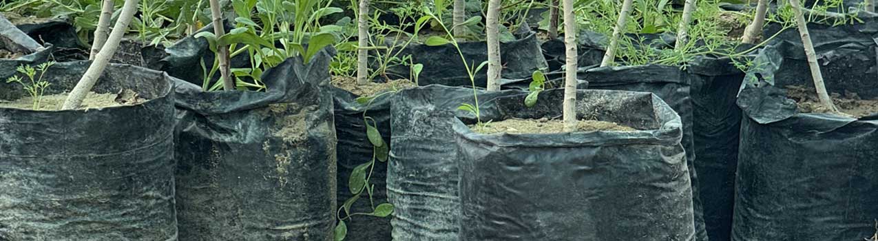 مزایای کاشت نهال گلدانی