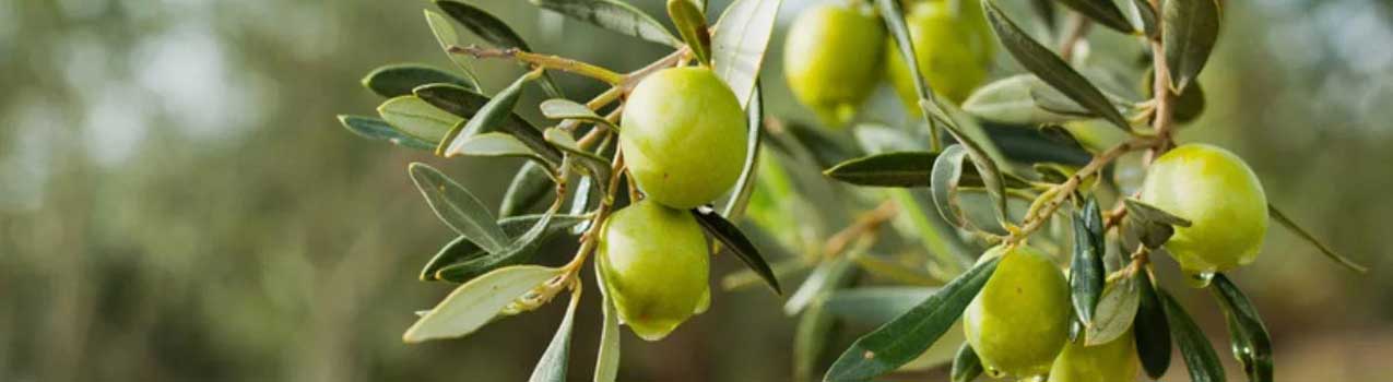 راهنمای خرید، کاشت و پرورش نهال زیتون