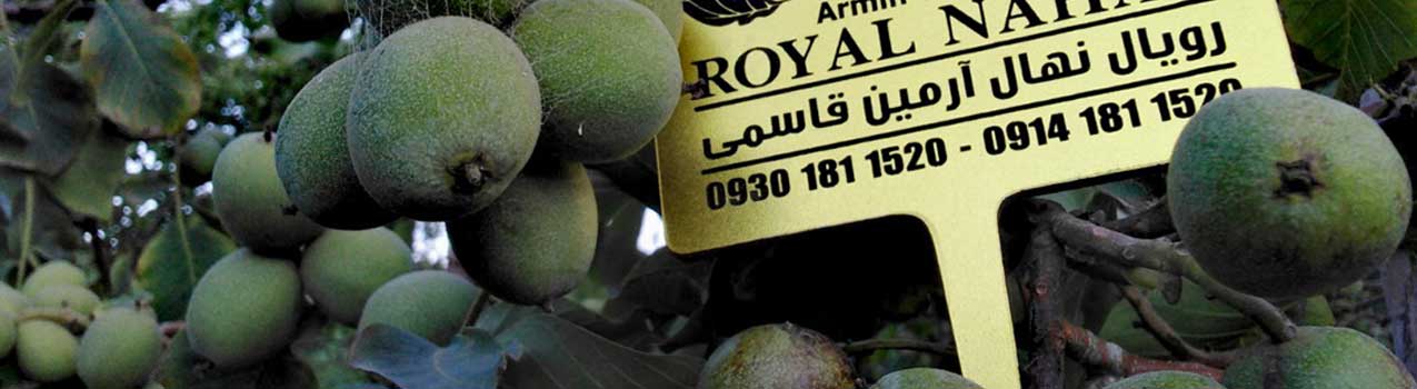 معرفی بهترین ارقام نهال گردو و بادام