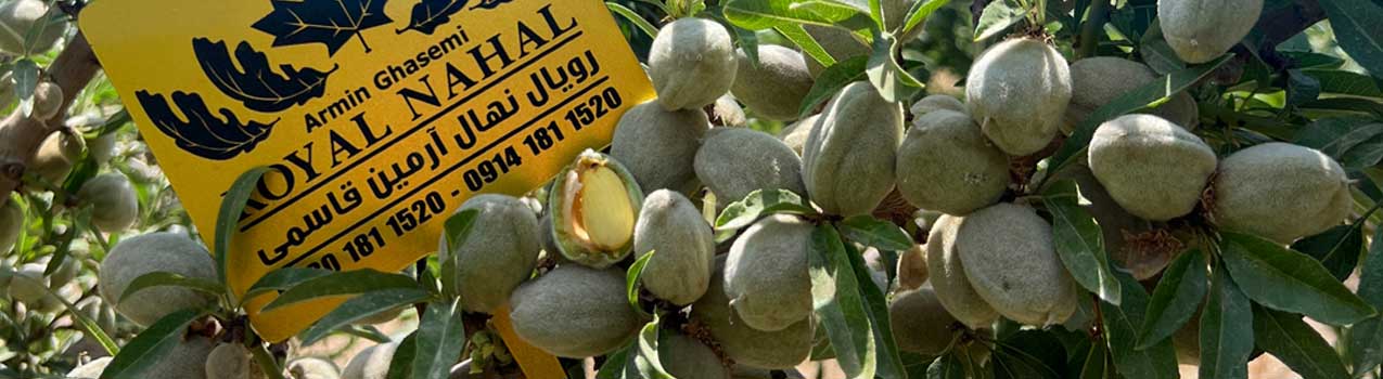معرفی بهترین ارقام نهال گردو و بادام
