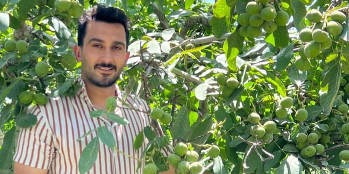گردو یا بادام کدام ارزش سرمایه گذاری را دارد؟