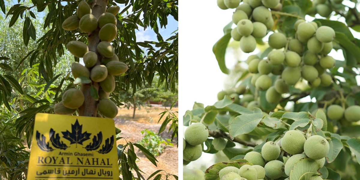 گردو یا بادام کدام ارزش سرمایه گذاری را دارد؟