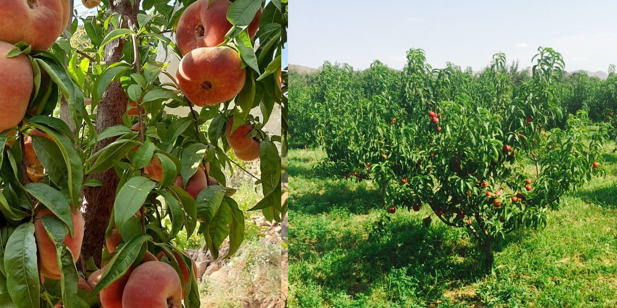 بهترین ارقام برای باغ های کوچک و کم مساحت