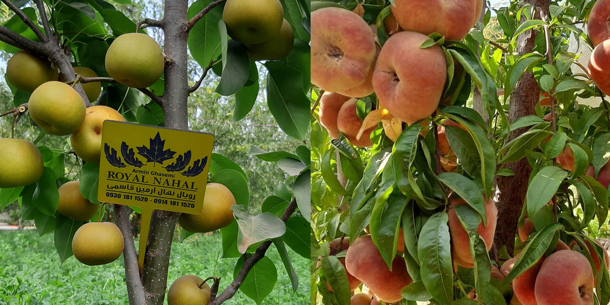 بهترین ارقام برای باغ های کوچک و کم مساحت