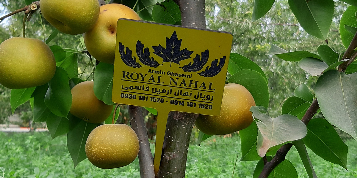 بهترین ارقام برای باغ های کوچک و کم مساحت