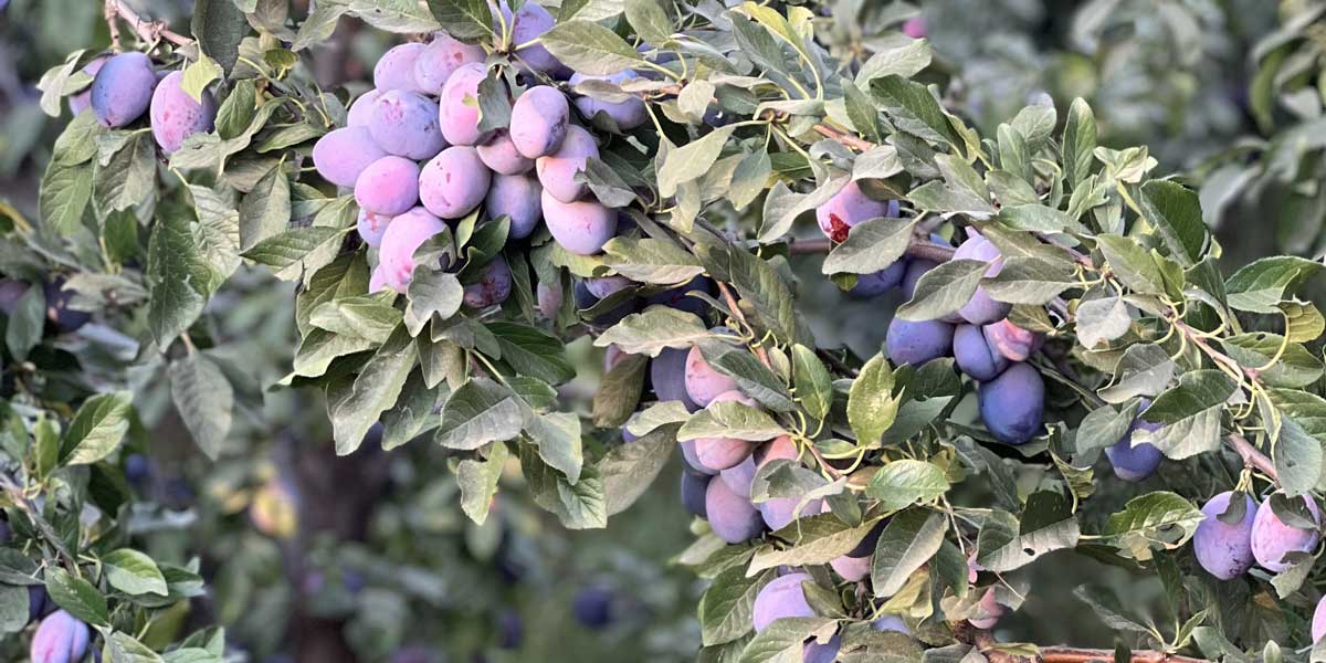 خرید نهال آلو پفکی؛ بهترین گزینه برای خشکبار تازه و صادراتی