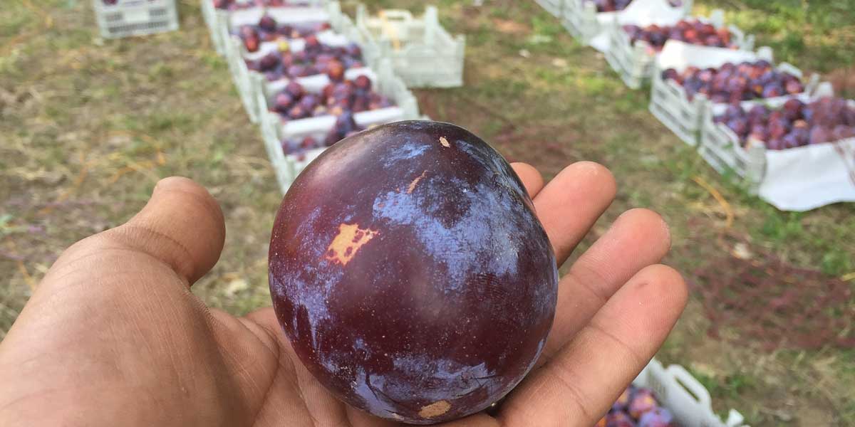 خرید نهال آلو پفکی؛ بهترین گزینه برای خشکبار تازه و صادراتی