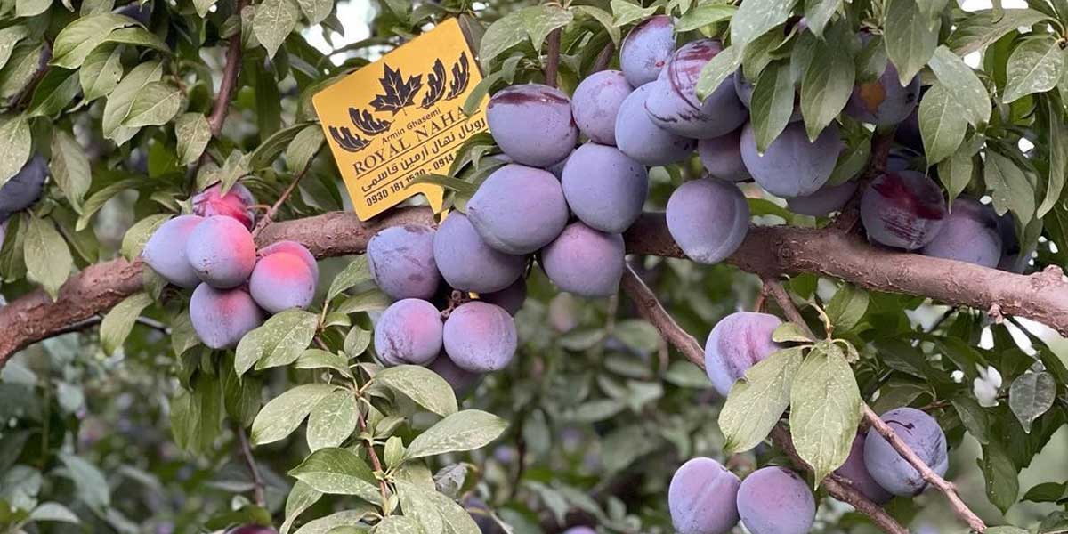 خرید نهال آلو پفکی؛ بهترین گزینه برای خشکبار تازه و صادراتی