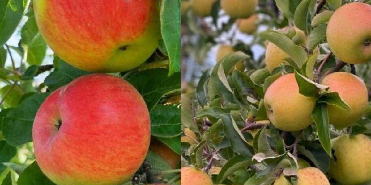 اشتباهات رایج در احداث باغ میوه و روش های پیشگیری از آن