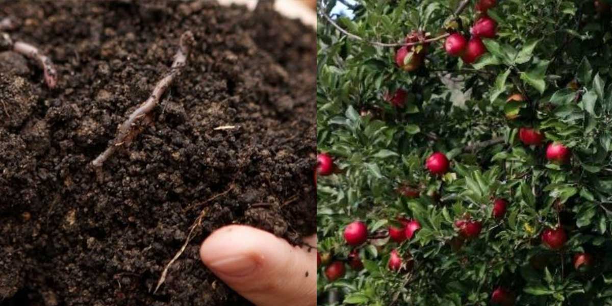 اشتباهات رایج در احداث باغ میوه و روش های پیشگیری از آن