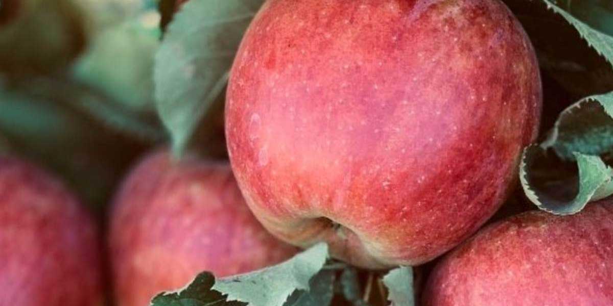 اشتباهات رایج در احداث باغ میوه و روش های پیشگیری از آن