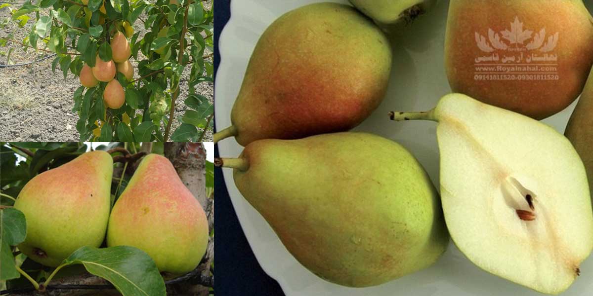 راهنمای خرید نهال گلابی سانتاماریا؛ ویژگی‌ها، قیمت و نحوه کاشت