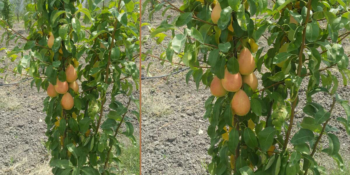 راهنمای خرید نهال گلابی سانتاماریا؛ ویژگی‌ها، قیمت و نحوه کاشت