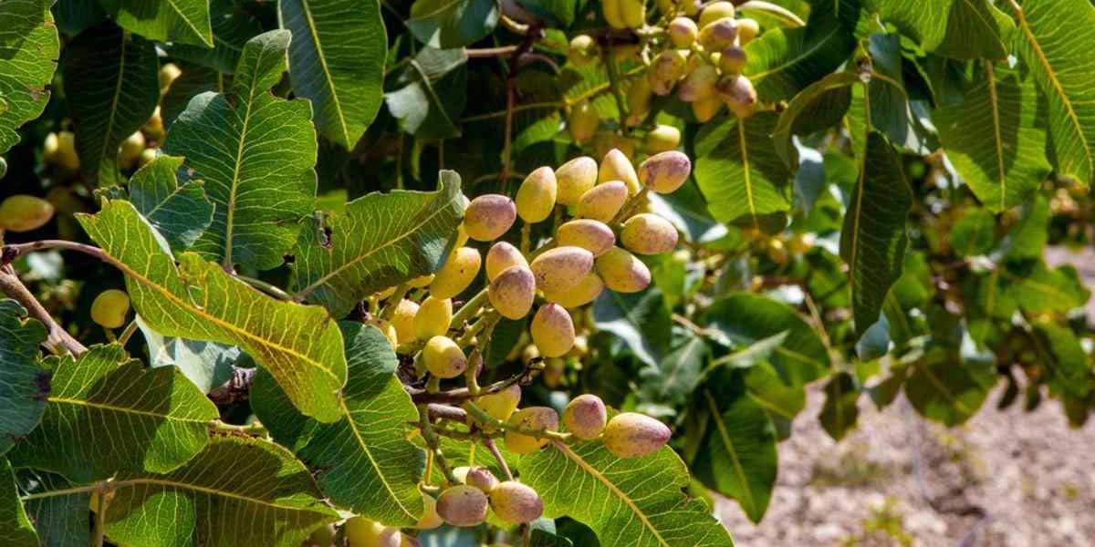 بهترین ارقام میوه برای احداث باغ تجاری در مناطق مختلف ایران