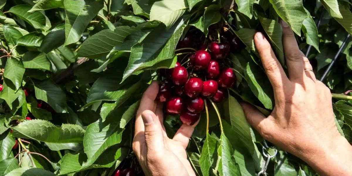 بهترین ارقام میوه برای احداث باغ تجاری در مناطق مختلف ایران