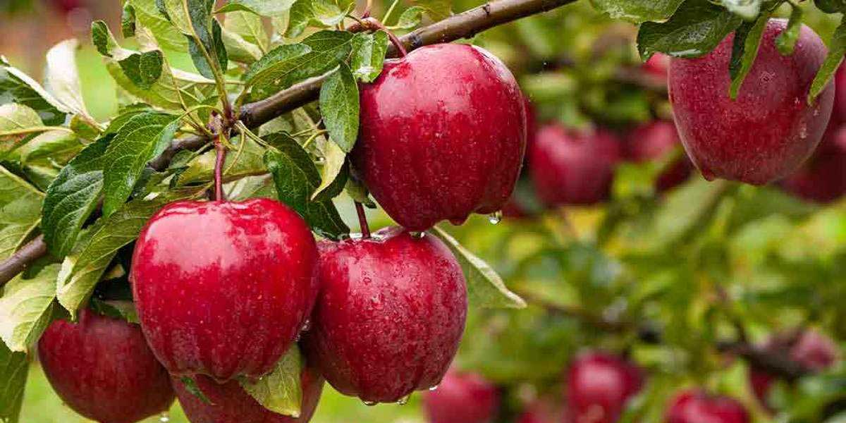 بهترین ارقام میوه برای احداث باغ تجاری در مناطق مختلف ایران