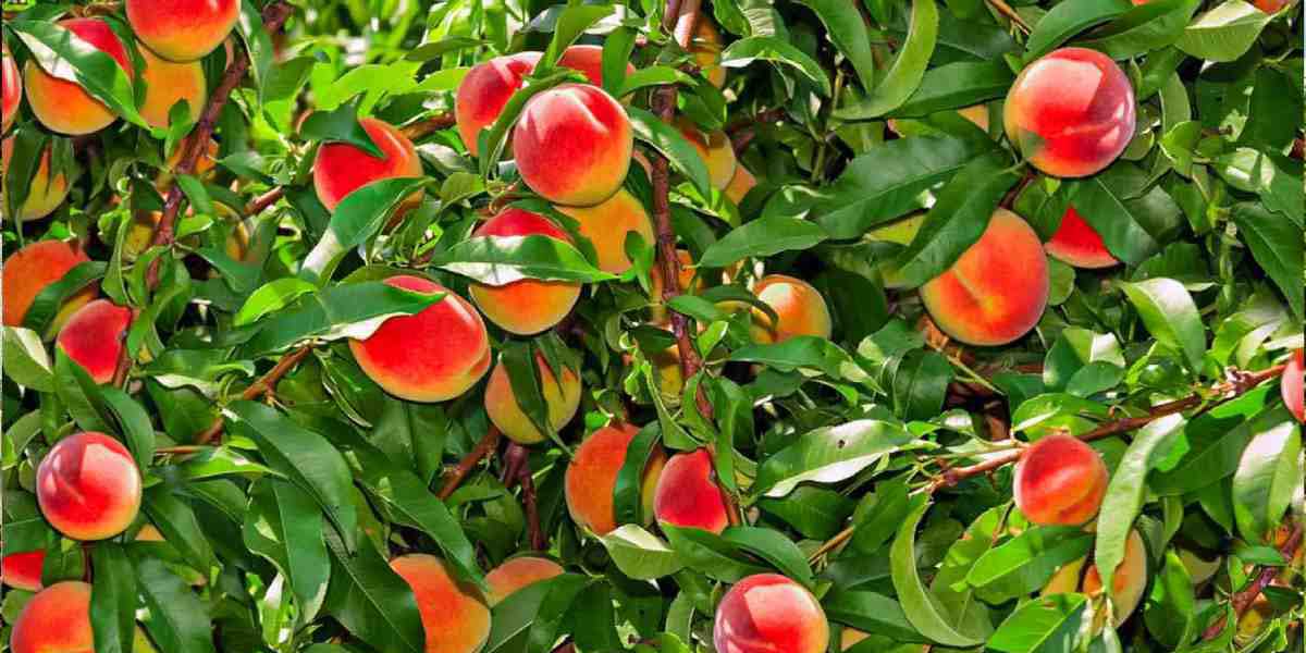 مراحل احداث باغ میوه؛ نکاتی که هر باغدار باید بداند