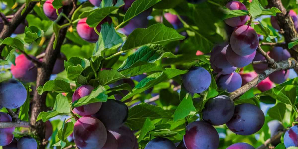 مراحل احداث باغ میوه؛ نکاتی که هر باغدار باید بداند