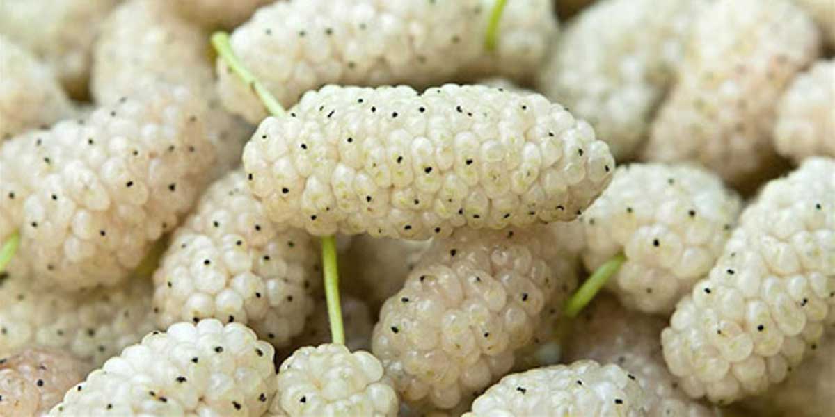 راهنمای جامع انتخاب بهترین نهال میوه برای باغداران آذربایجان غربی