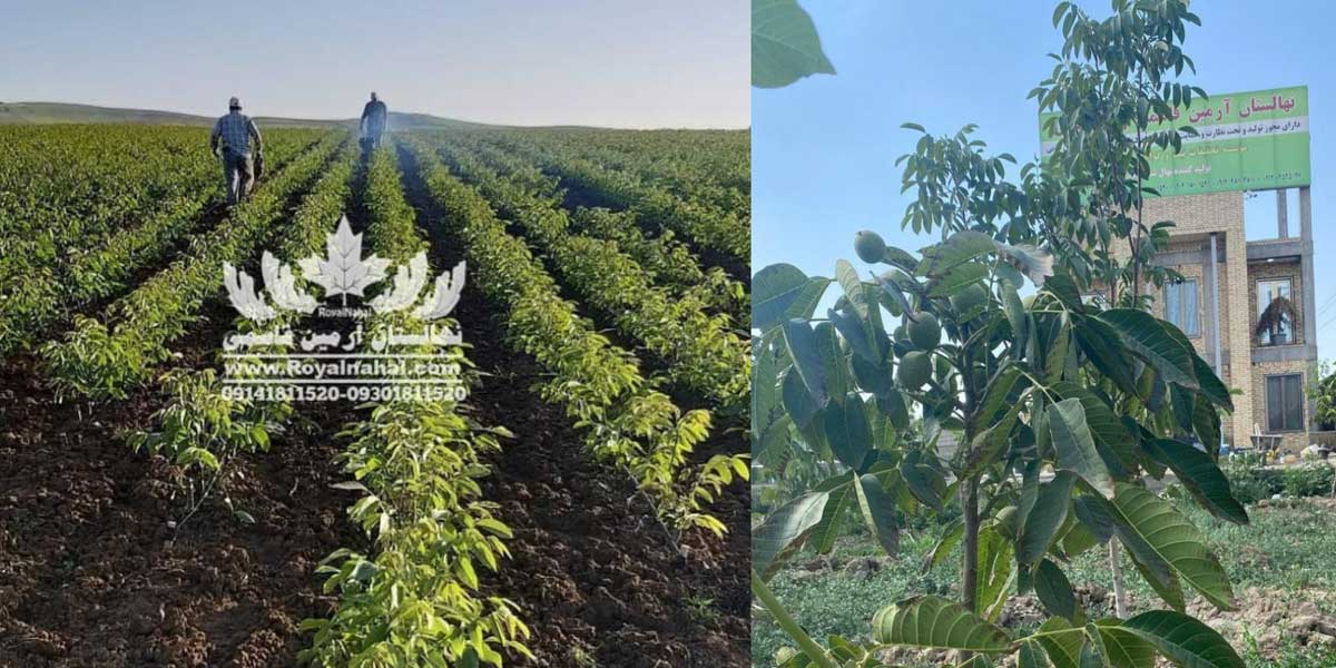 خرید اینترنتی نهال از بزرگ ‌ترین تولیدکننده نهال در ایران