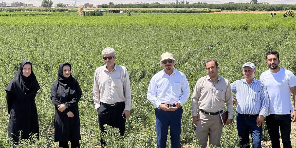 خرید اینترنتی نهال از بزرگ ‌ترین تولیدکننده نهال در ایران