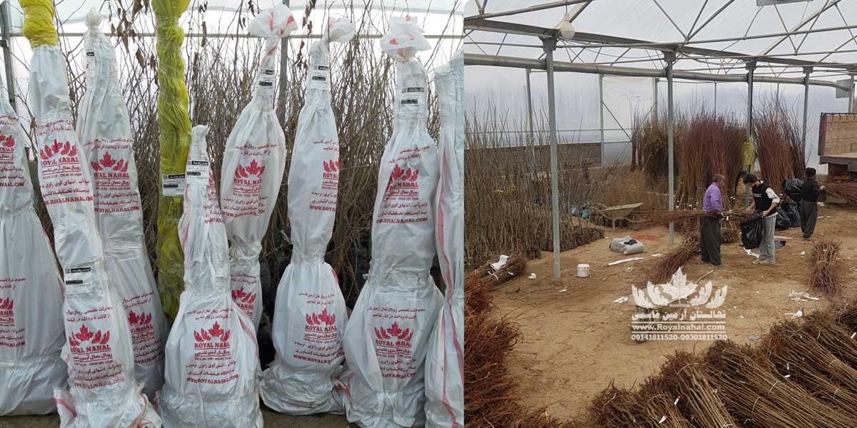 خرید اینترنتی نهال از بزرگ ‌ترین تولیدکننده نهال در ایران