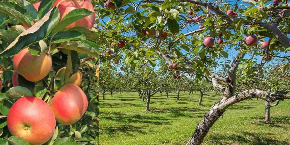 برآورد هزینه احداث باغ میوه و نکات مهم سرمایه گذاری