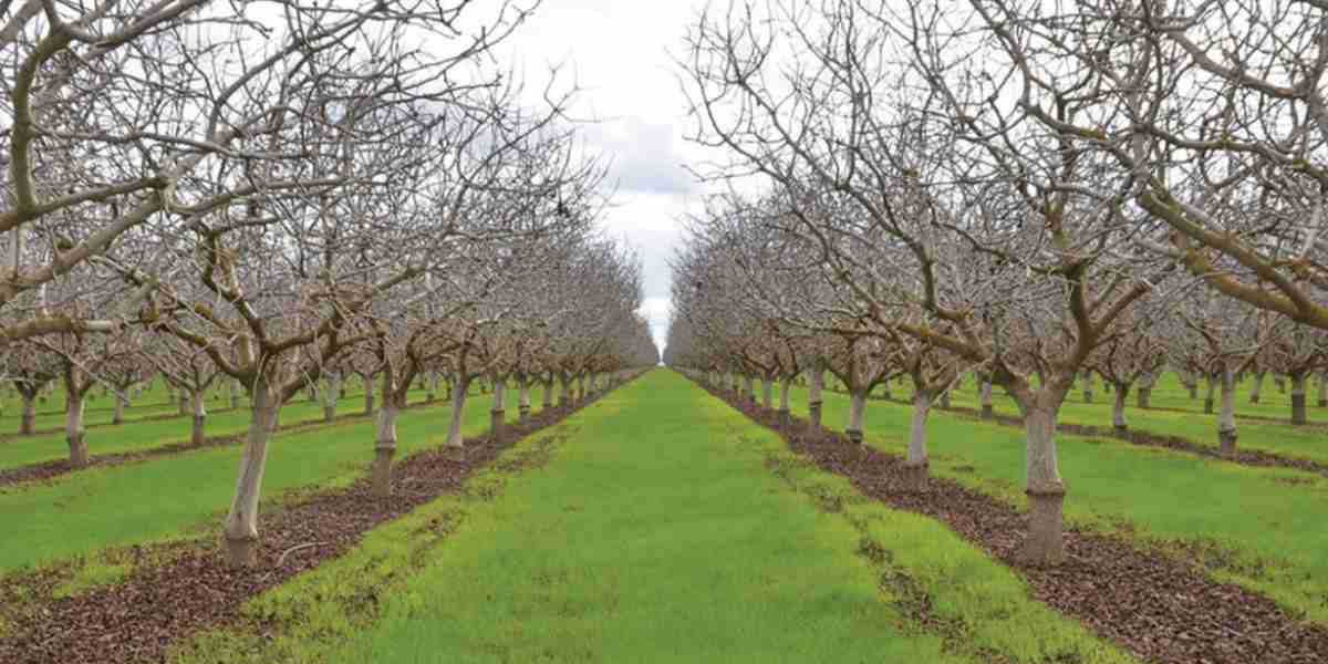 برآورد هزینه احداث باغ میوه و نکات مهم سرمایه گذاری