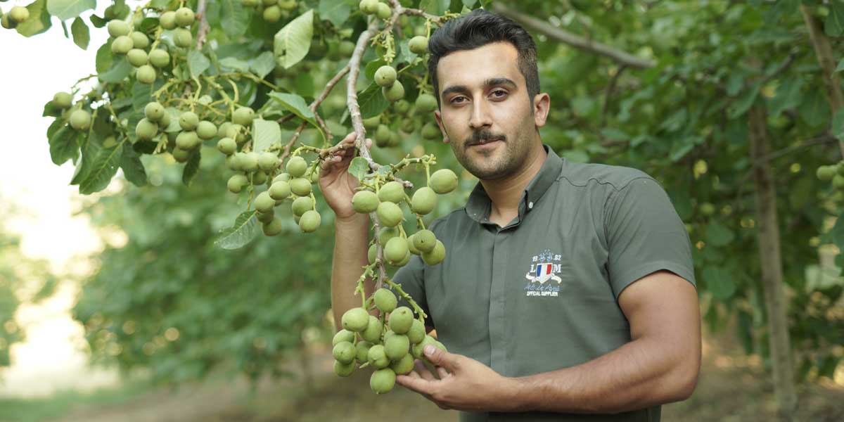 برآورد هزینه احداث باغ میوه و نکات مهم سرمایه گذاری