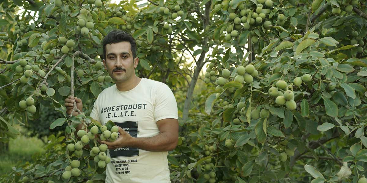 کاشت نهال گردو رویال، راه هموار برای رسیدن به درآمد میلیاردی