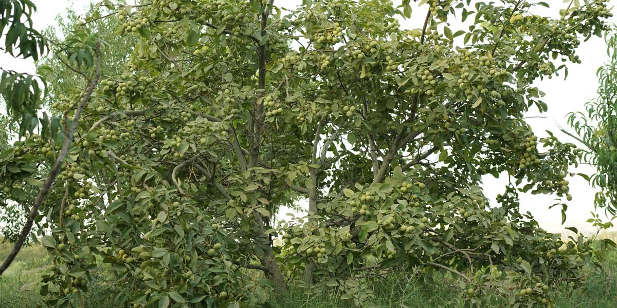 کاشت نهال گردو رویال، راه هموار برای رسیدن به درآمد میلیاردی