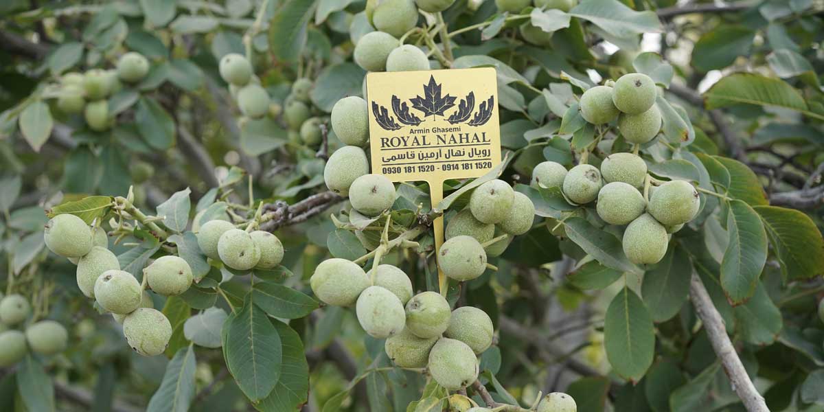 کاشت نهال گردو رویال، راه هموار برای رسیدن به درآمد میلیاردی