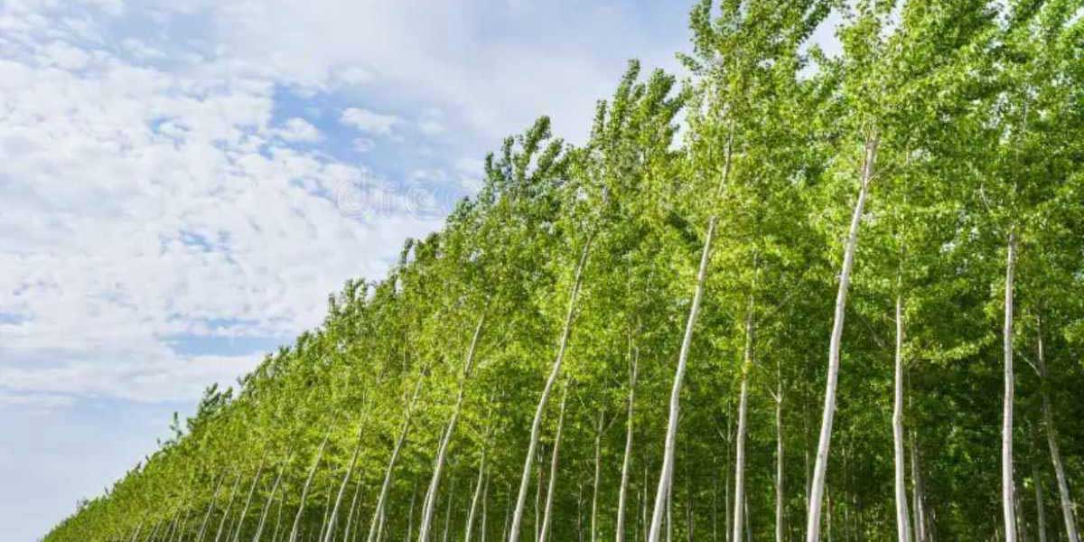 پالونیا یا صنوبر؛ کدام سود بیشتری دارد؟