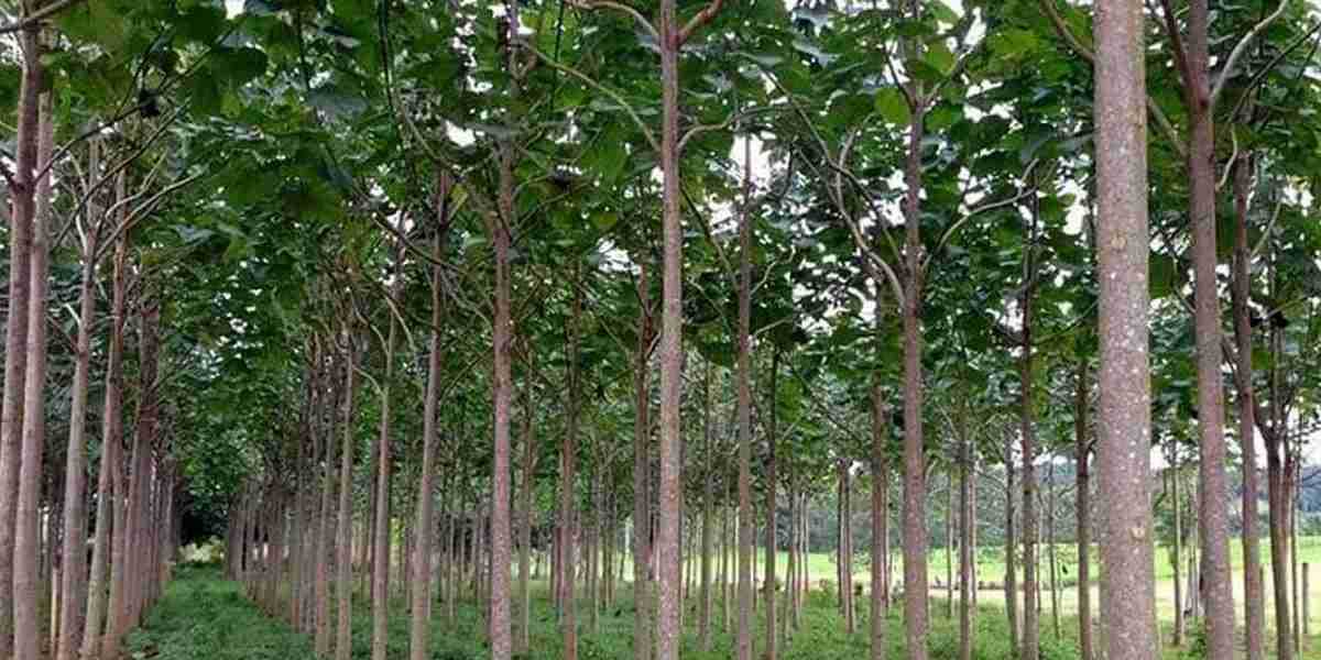 پالونیا یا صنوبر؛ کدام سود بیشتری دارد؟