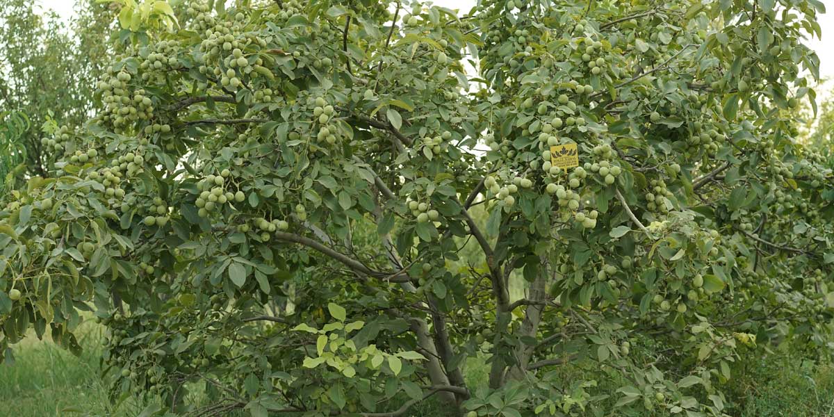 نهال گردویی که از سال اول بار می دهد تولید شده برای اولین بار در رویال نهال