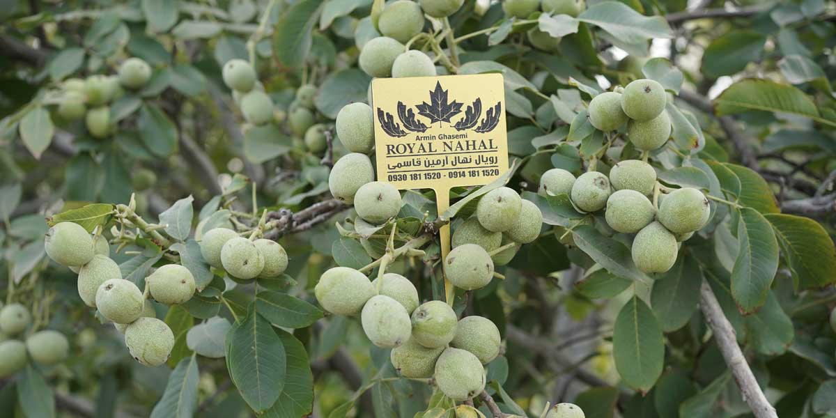 سرمایه گذاری روی نهال بهتر است یا طلا؟ تحلیل واقعی سود باغداری در برابر بازار طلا و دلار 🌱💰