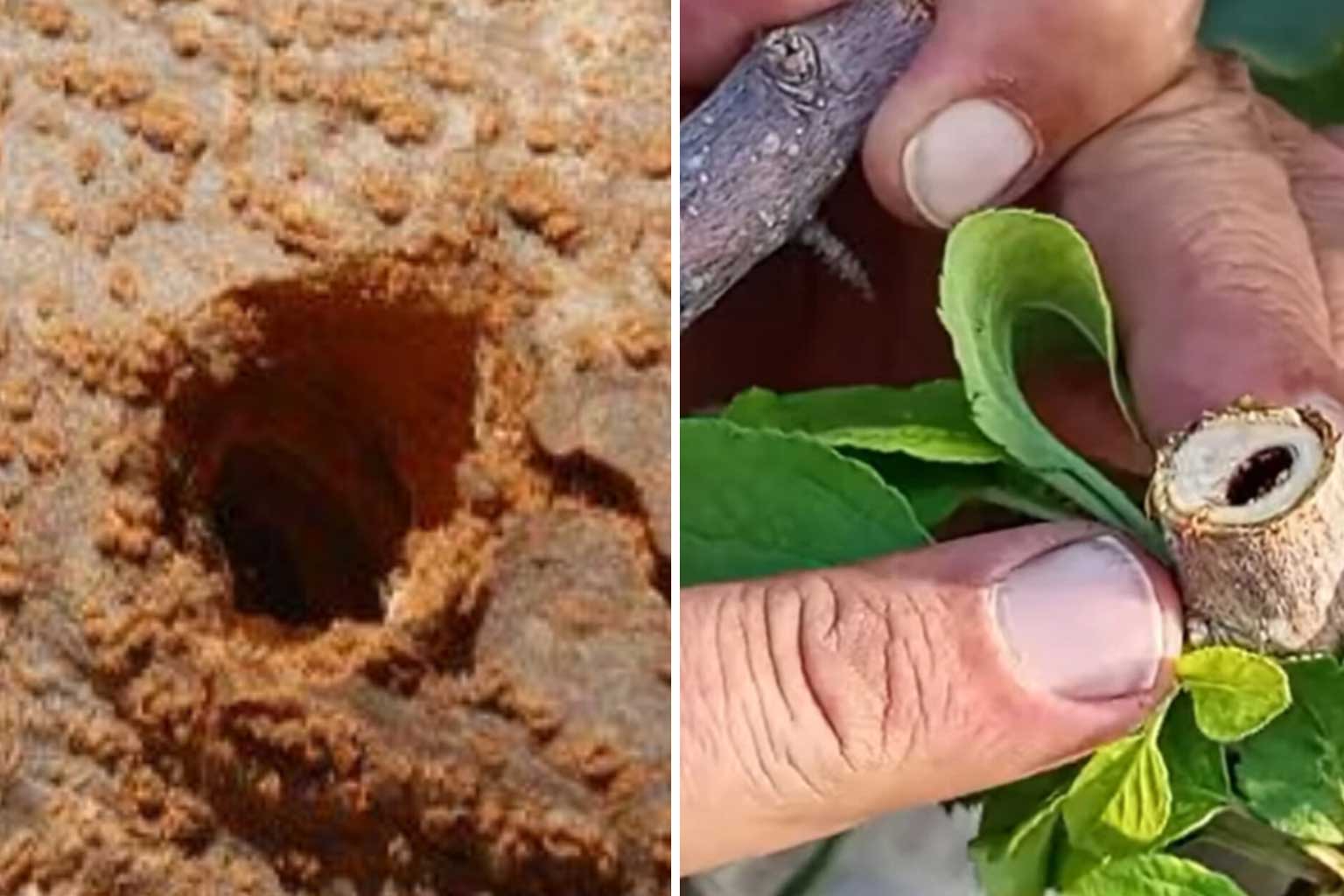 پیشگیری و درمان کرم خراط گردو